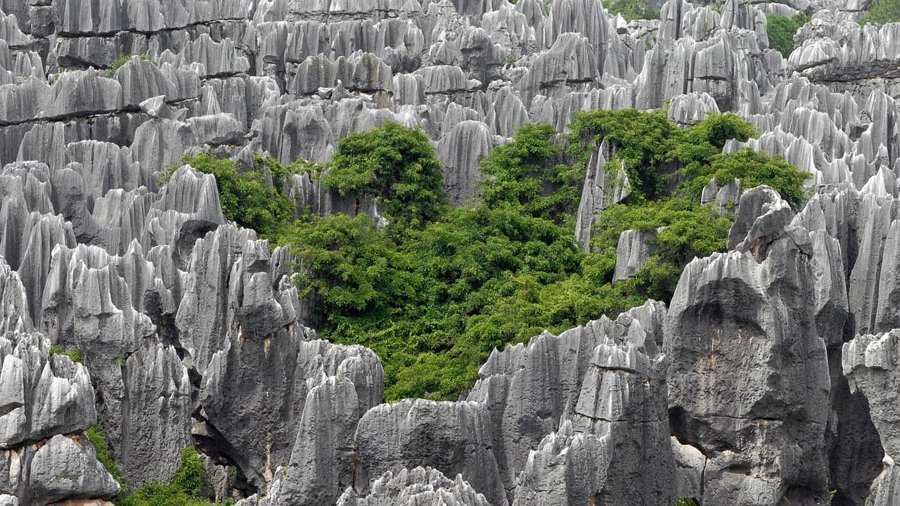 Stone Forest