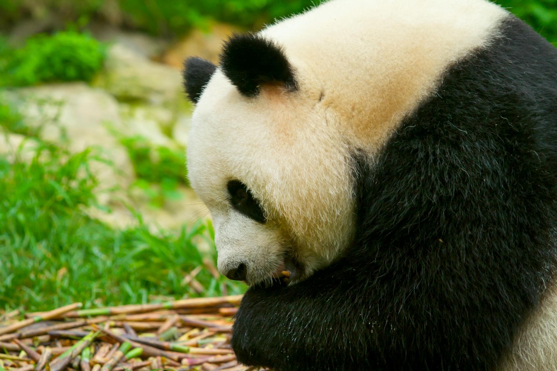 Jinli Ancient Street attraction on Sichuan Pandas & Flavours
